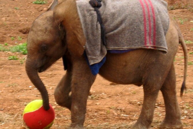 Giraffe Center & Elephant Orphanage Guided Day Tour - Giraffe Center: eye-level Rothschild giraffes and Daisy’s legacy