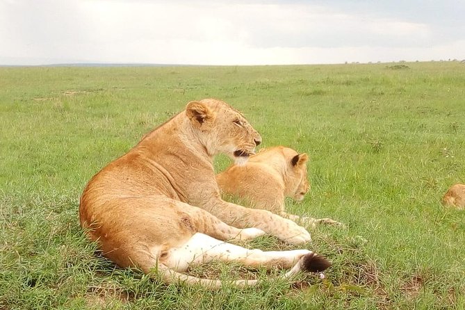 Giraffe center, stedmark animals haven & Nairobi Park Tour - A Nairobi wildlife day that mixes up-close giraffes, birds, and a real safari drive