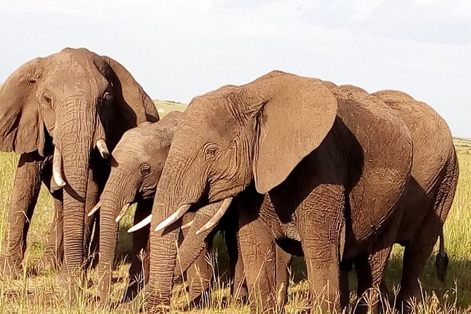 Giraffe center, stedmark animals haven & Nairobi Park Tour - Timing, pacing, and why the waiting can feel real