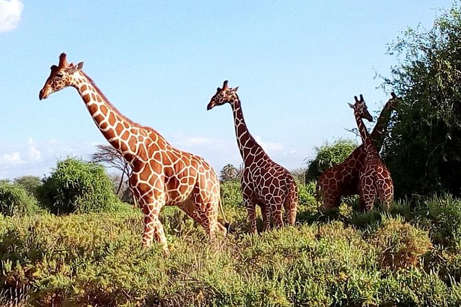 Giraffe center, stedmark animals haven & Nairobi Park Tour - What to pack for a full-day Nairobi wildlife combo