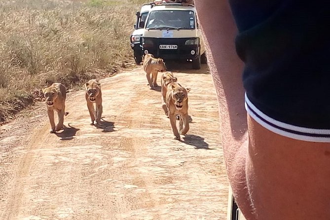 Giraffe center, stedmark animals haven & Nairobi Park Tour - How the small-group setup changes your day