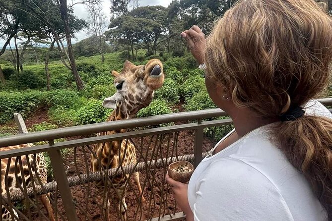 Giraffe Centre and Bomas of Kenya from Nairobi - Key highlights you will care about