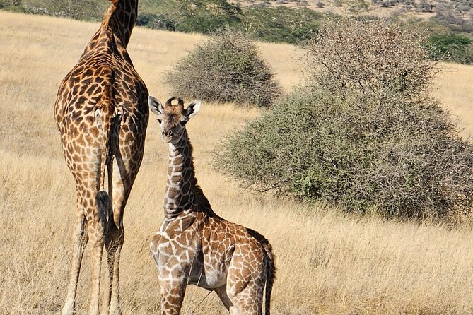 Giraffe Centre and Bomas of Kenya from Nairobi - Giraffe Centre: Rothschild giraffes and supervised feeding