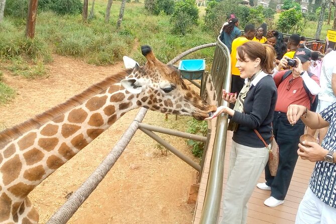 Giraffe Centre and Bomas of Kenya from Nairobi - Price and value: what you pay for at $50