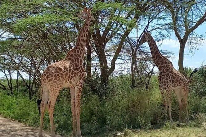 Giraffe Centre and Bomas of Kenya from Nairobi - Stop 1 at Bomas of Kenya: Kenyan culture in one planned visit