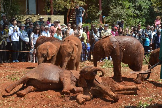 Giraffe Centre, Elephant Orphanage, and Bomas of Kenya Day Tour from Nairobi - Key highlights at a glance