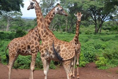 Giraffe Centre, Elephant Orphanage, and Bomas of Kenya Day Tour from Nairobi