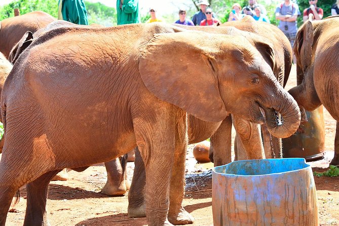 Giraffe Centre, Elephant Orphanage, and Bomas of Kenya Day Tour from Nairobi - Stop 4, Bomas of Kenya: culture shows from 2:30pm to 4pm