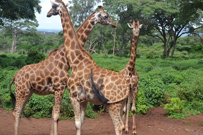 Giraffe Centre, Elephant Orphanage, and Bomas of Kenya Day Tour from Nairobi - Stop 1, Giraffe Centre: Rothschild giraffes and real hands-on time