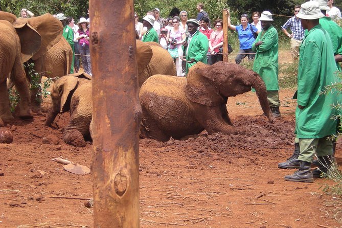 Giraffe Centre, Elephant Orphanage, National Museum & Beads Center - Nairobi National Museum: Kenya’s natural and cultural heritage in an hour