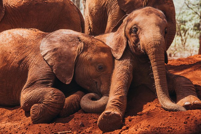 Giraffe Centre, Elephant Orphanage, National Museum & Beads Center - Who this tour is for (and who should rethink it)