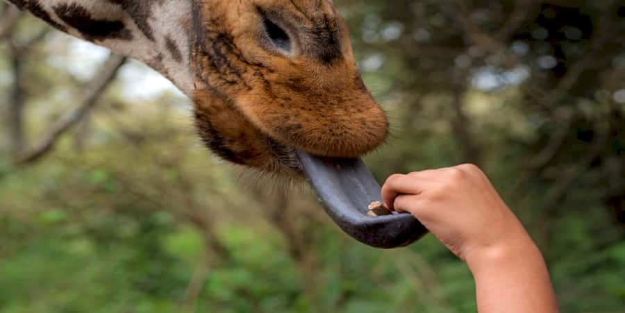 Giraffe, Elephant Orphanage - The giraffe center beside Giraffe Manor: why this location matters