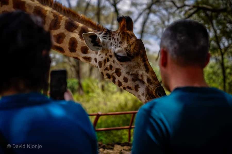 Giraffe, Elephant Orphanage - Timing, pacing, and how to make the day feel easy