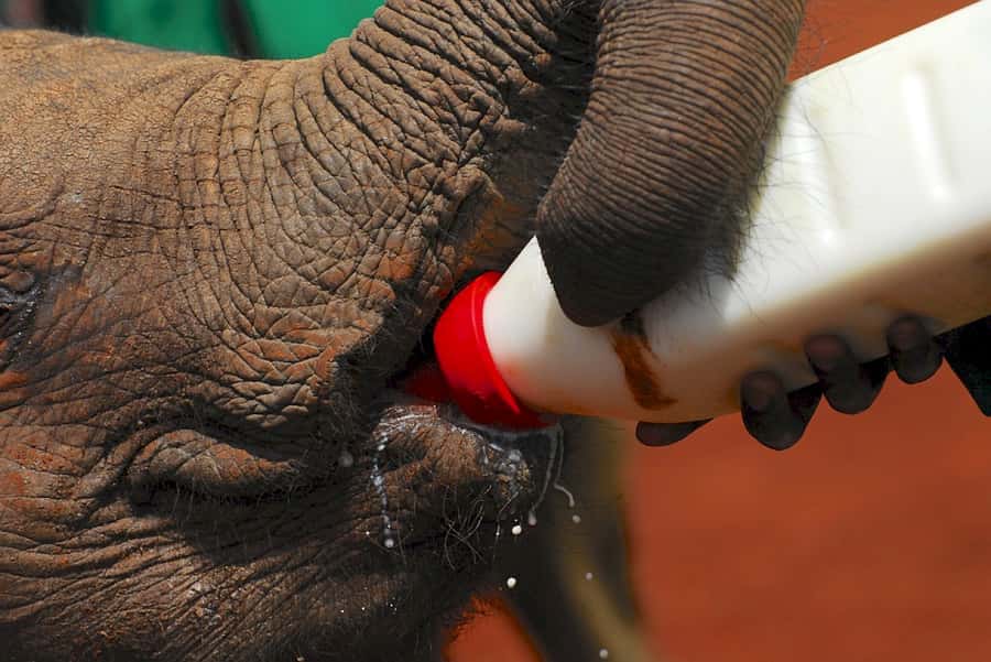 Giraffe, Elephant Orphanage - Who should book this giraffe and elephant orphanage experience