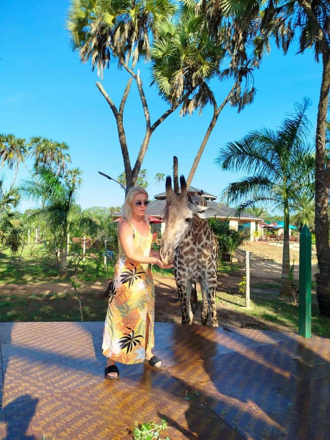 giraffe feeding - Key things to know before you go
