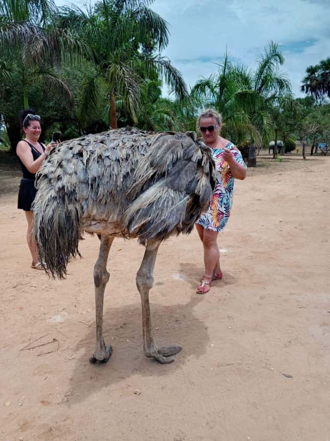 giraffe feeding - Check-In, Conservation Talk, and a Guided Walk You Follow Step by Step