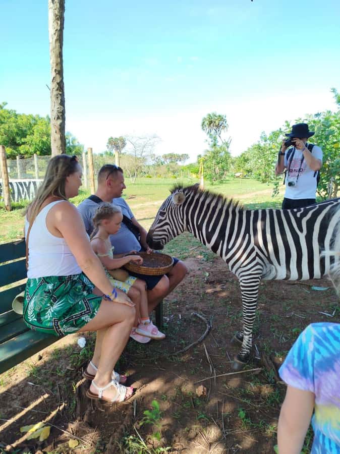 giraffe feeding - Birds, Reptiles, and the Animals People Love to Spot on the Route