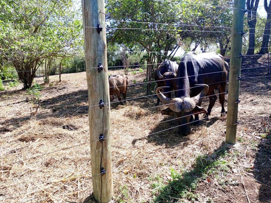 giraffe feeding - Price and Value: Where $115 Feels Fair and Where It Might Not