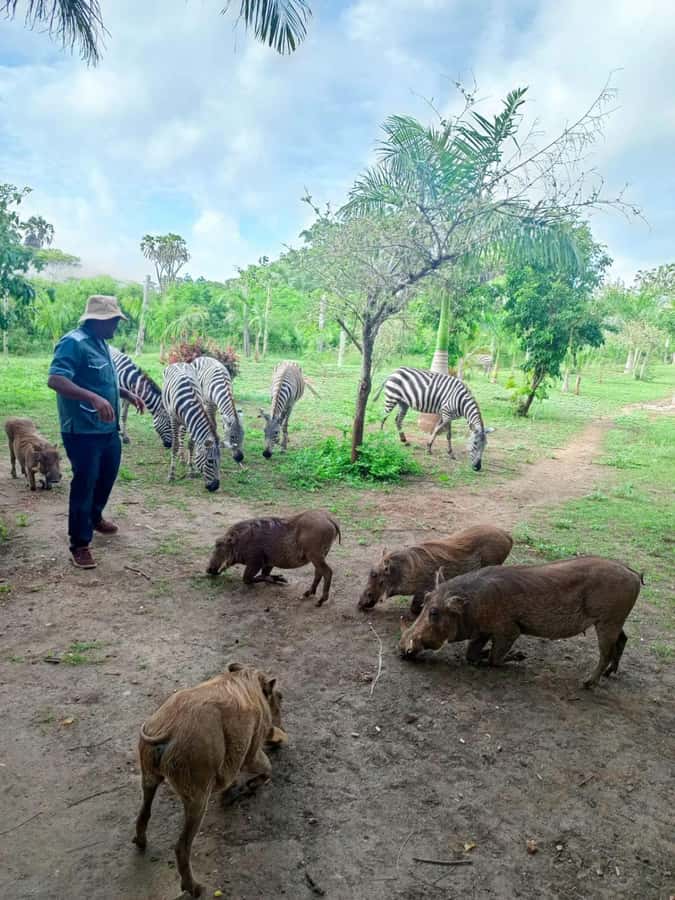 giraffe feeding - The 10:00 Pickup and 20 Minute Drive That Keeps the Day Moving