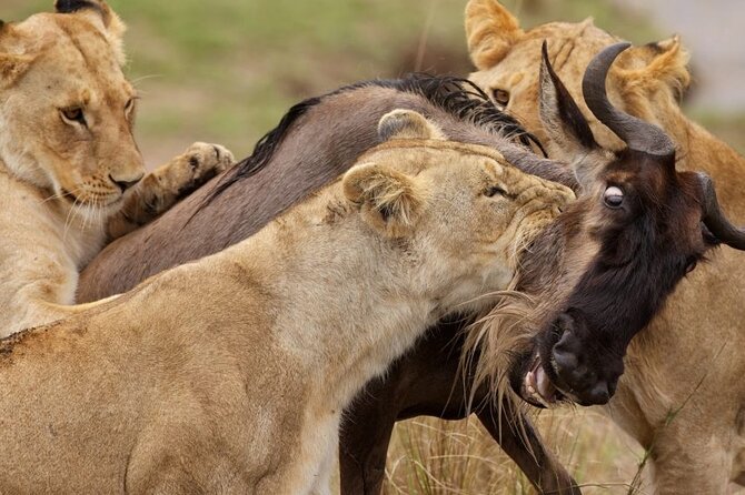 Great Wildebeest Migration Safari in Masai Mara - Key points to know before you go