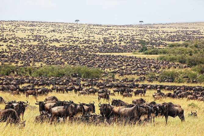Great Wildebeest Migration Safari in Masai Mara - The migration window that makes this worth planning