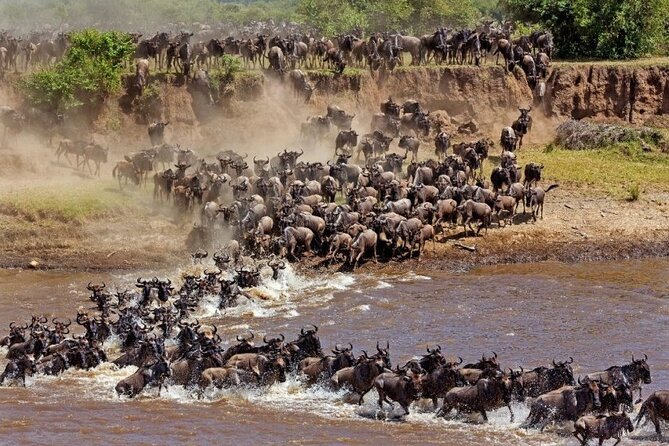 Great Wildebeest Migration Safari in Masai Mara - Day 2: Full-day plains game drive and a real chance at predator drama
