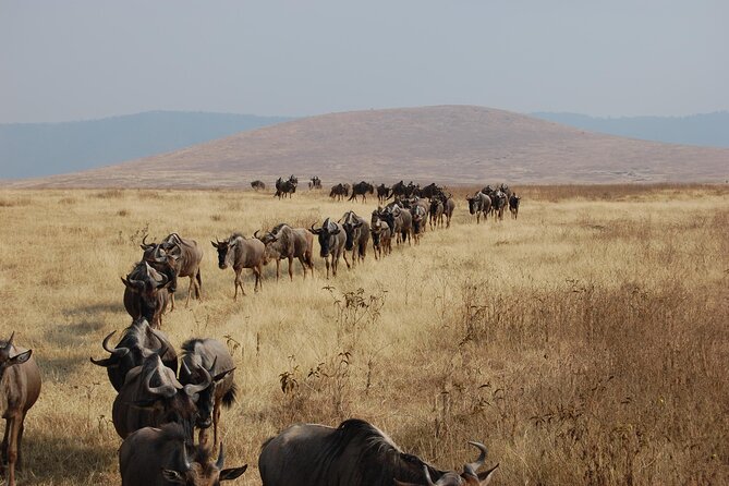 Great Wildebeest Migration Safari in Masai Mara - Day 3: Sunrise picnic, Mara River focus, and optional balloon skies