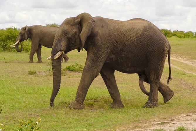 Great Wildebeest Migration Safari in Masai Mara - Meals and included gear, the real value stuff