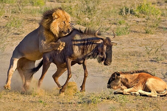 Great Wildebeest Migration Safari in Masai Mara - Price and what you should budget on top