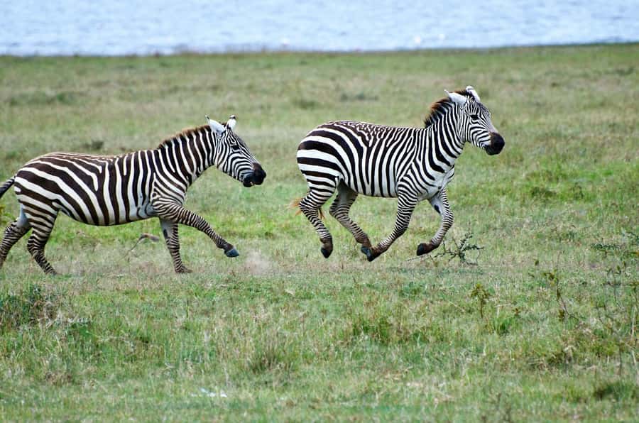 Group joining day trip to Lake Nakuru from Nairobi - Price and value: what $145 covers, and what it does not