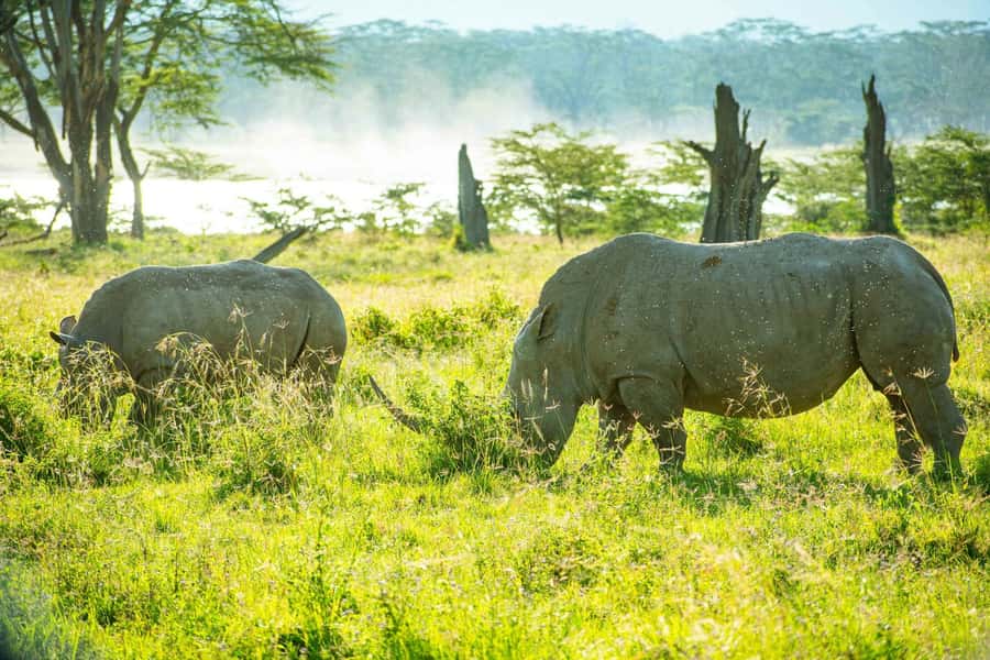 Group joining day trip to Lake Nakuru from Nairobi - Why Lake Nakuru is a great Nairobi day-trip move