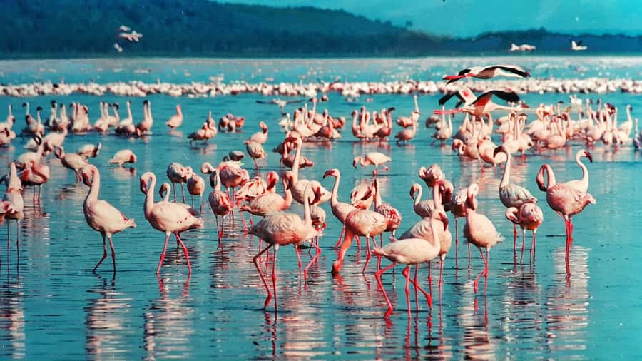 Group joining day trip to Lake Nakuru from Nairobi - Great Rift Valley viewpoint stop: the warm-up you’ll feel later