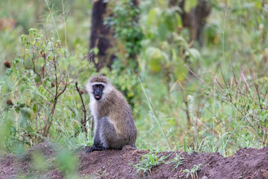 Group joining day trip to Lake Nakuru from Nairobi - Inside Lake Nakuru: how the game drive block actually works