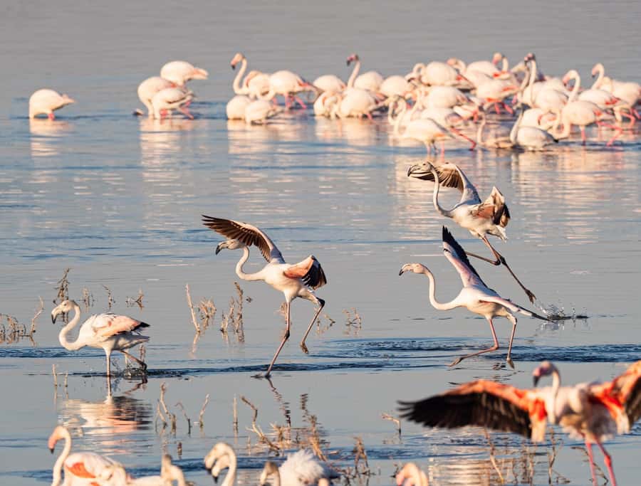 Group joining day trip to Lake Nakuru from Nairobi - Flamingos and birding reality check: amazing, but day-to-day counts