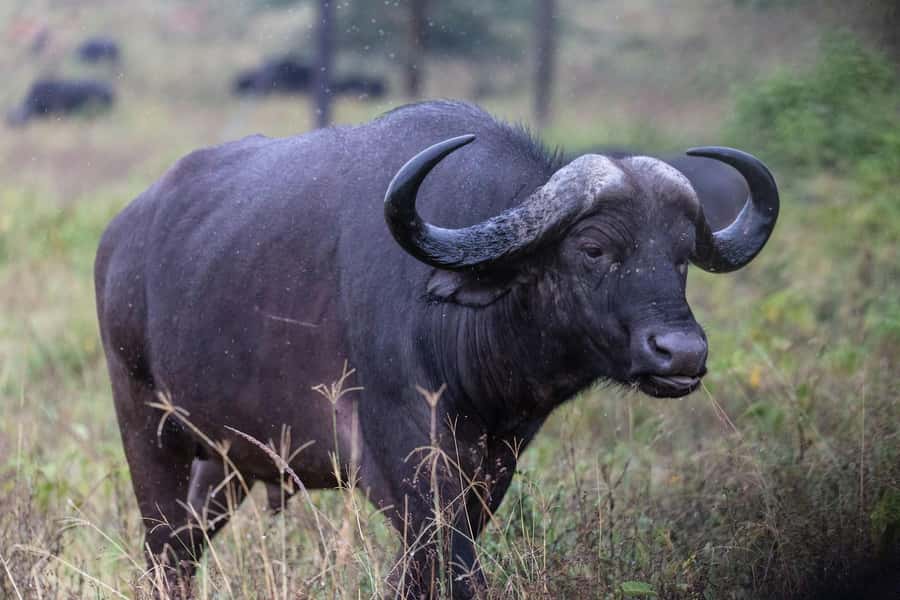 Group joining day trip to Lake Nakuru from Nairobi - Wildlife chances: rhinos, zebras, baboons, and more