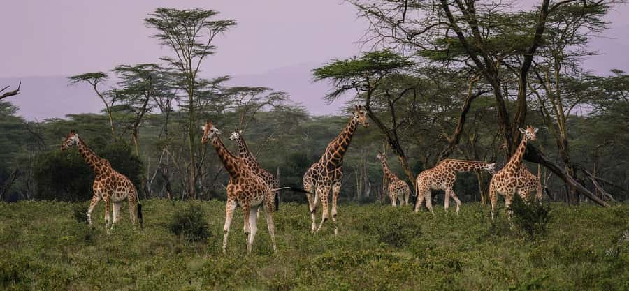 Group joining day trip to Lake Nakuru from Nairobi - Nature walks and game drives: when your guide adds extra time
