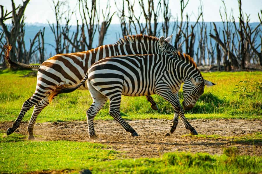 Group joining day trip to Lake Nakuru from Nairobi - The 8-hour plan: pickup, Rift Valley views, then park time