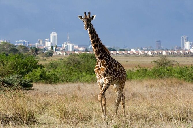 Group Joining Nairobi National Park and Giraffe Center - Key highlights to know before you go