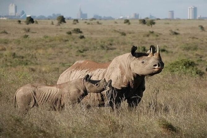 Group Joining Nairobi National Park and Giraffe Center - How the group joining format helps value (and how it can limit you)