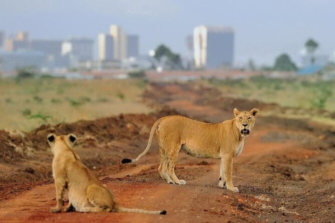 Group Joining Nairobi National Park and Giraffe Center - Price and logistics: what the $60 covers, and the real cost