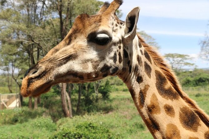 Group Joining Nairobi National Park and Giraffe Center - What to pack and how to get the most from a 7-hour day