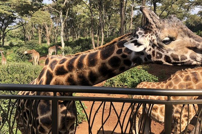 Half Day Excursion Tour in Nairobi - Key things that make this tour worth your time