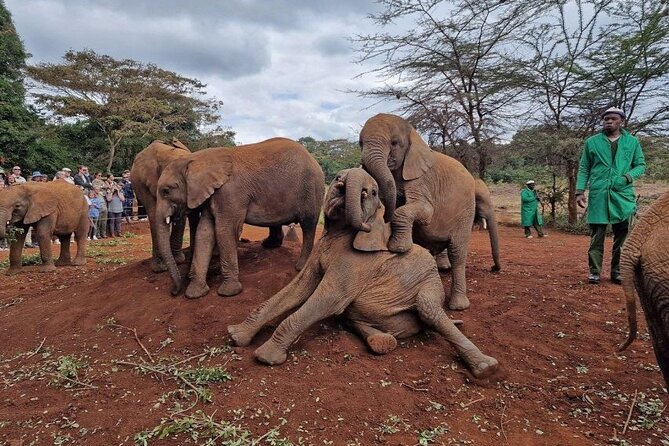 Half Day Excursion Tour in Nairobi - Who should book this tour, and who might want a different plan