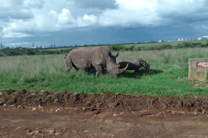 Half Day Morning or Afternoon Guided Tour : Nairobi National Park - Nairobi National Park, the safari right next to Nairobi’s skyline