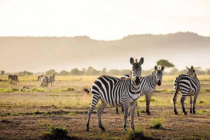 Half Day Morning or Afternoon Guided Tour : Nairobi National Park - What you actually do inside the park (and what makes it special)