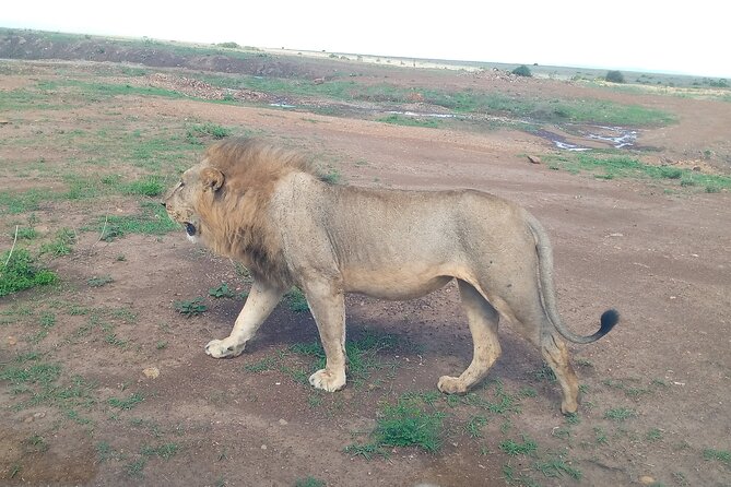 Half Day Morning or Afternoon Guided Tour : Nairobi National Park - Price reality check: $72 plus the park entrance fees