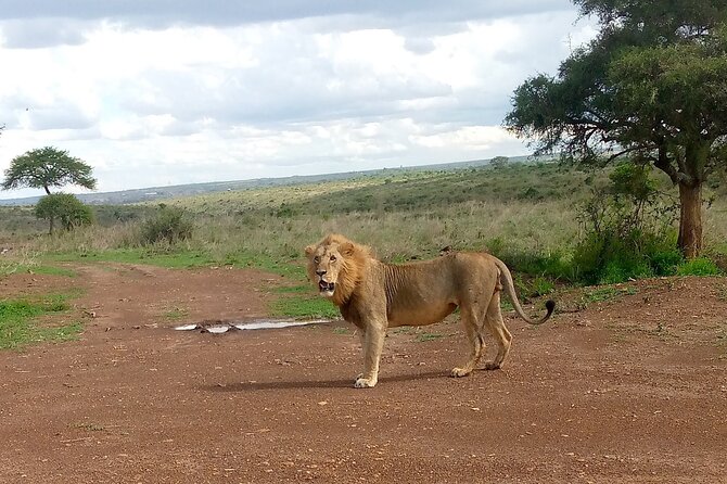 Half Day Morning or Afternoon Guided Tour : Nairobi National Park - Who this tour suits best (and who should pick something else)