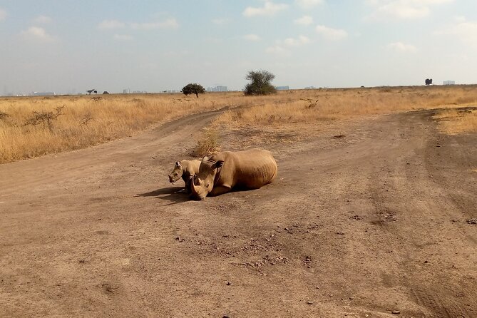 Half Day Morning or Afternoon Guided Tour : Nairobi National Park - How the private safari van and pickup shape the experience