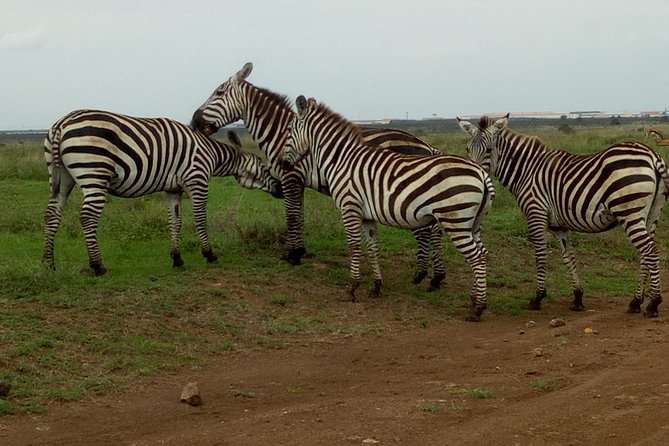 Half Day Nairobi National park - Pickup, private transport, and door-to-door ease