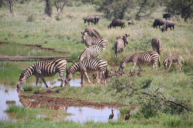 Half-Day Nairobi National Park and Maasai Market with Pick up - Nairobi National Park feels like a real safari, not a checklist